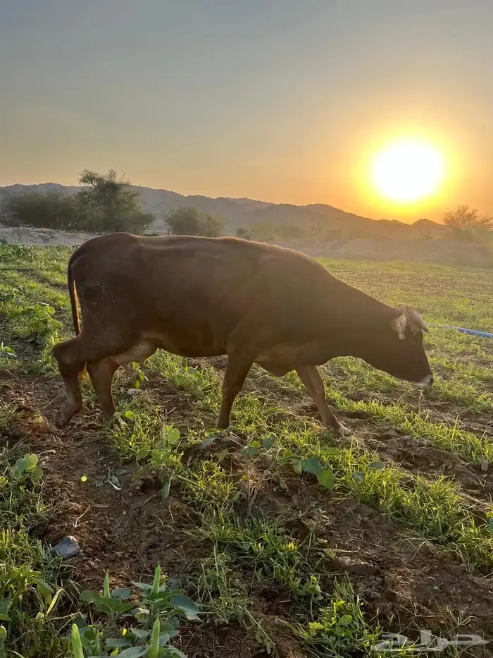 عدد 2بقر الماني 2حسلان 2