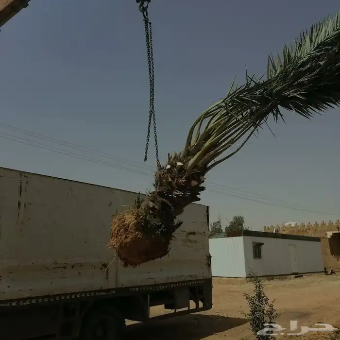 نخل عربي واشنطني خلاض برحي صقعي شيشي مجدول سكري فسايل 8