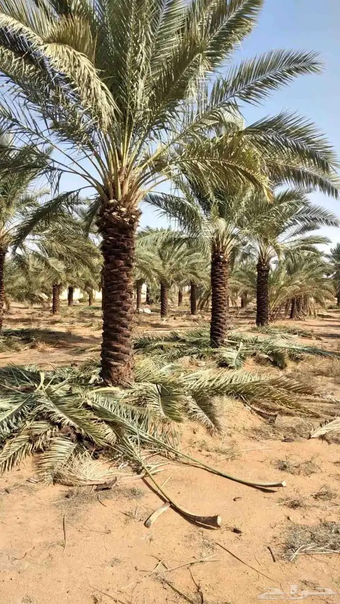 متخصصون في مجال البناء وزراعه النخل  جميع مناطق المملكه ا 4