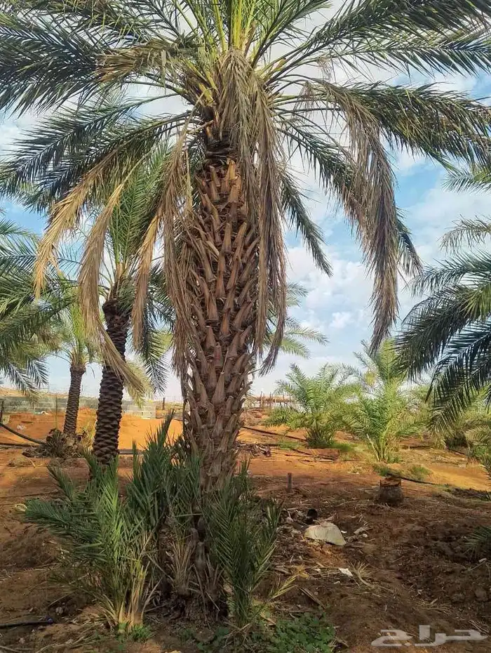 للبيع نخيل 0