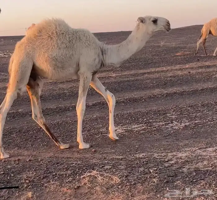 بعير رماني 3