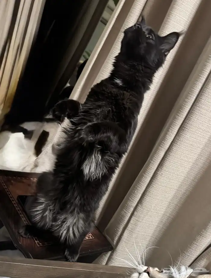 قطط ماين كون للبيع مستويات قوية بلاك 8