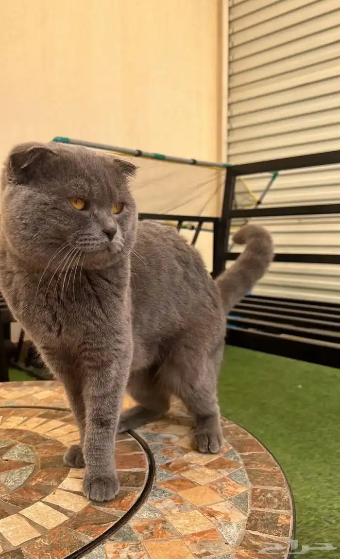 كيتن أنثى سكوتش فولد للبيع 5