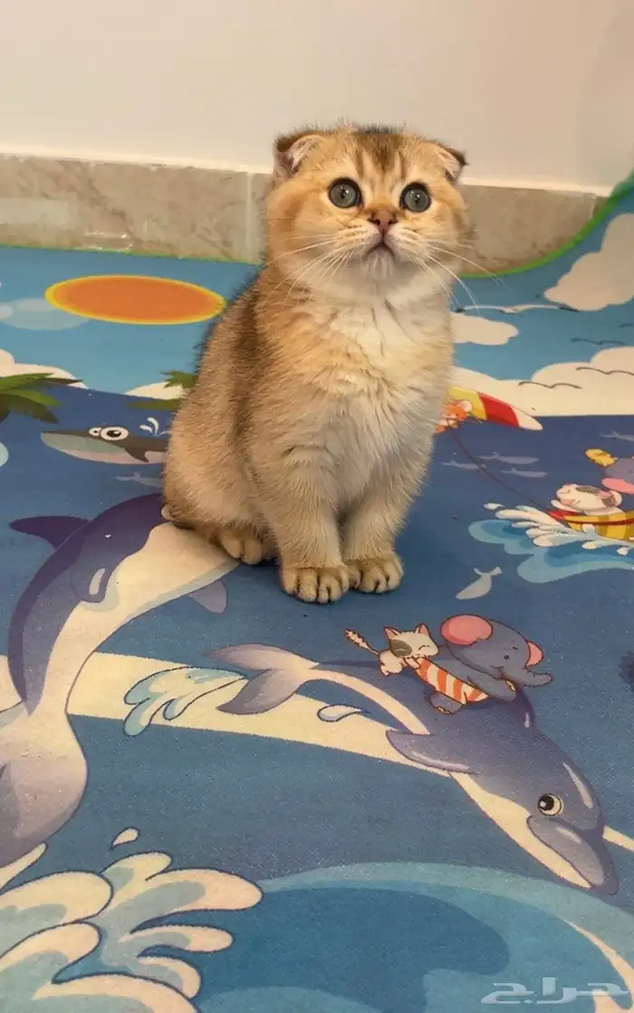 قط سكوتش فولدNY-11 0