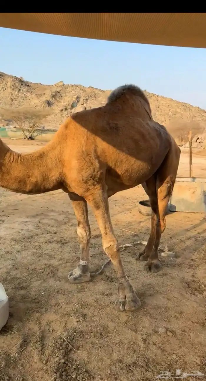 بعير ساحلي 0