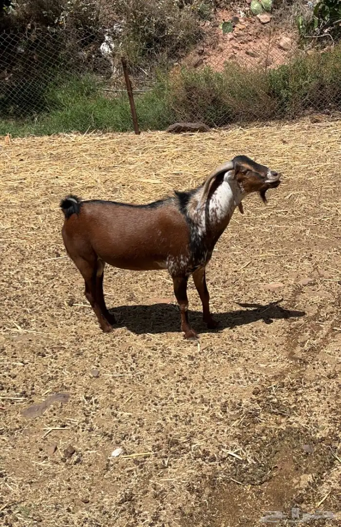 تيس اوشح فحل السن توه جامع 3