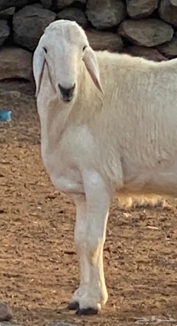 مشروف فحل انتاج المراح 2