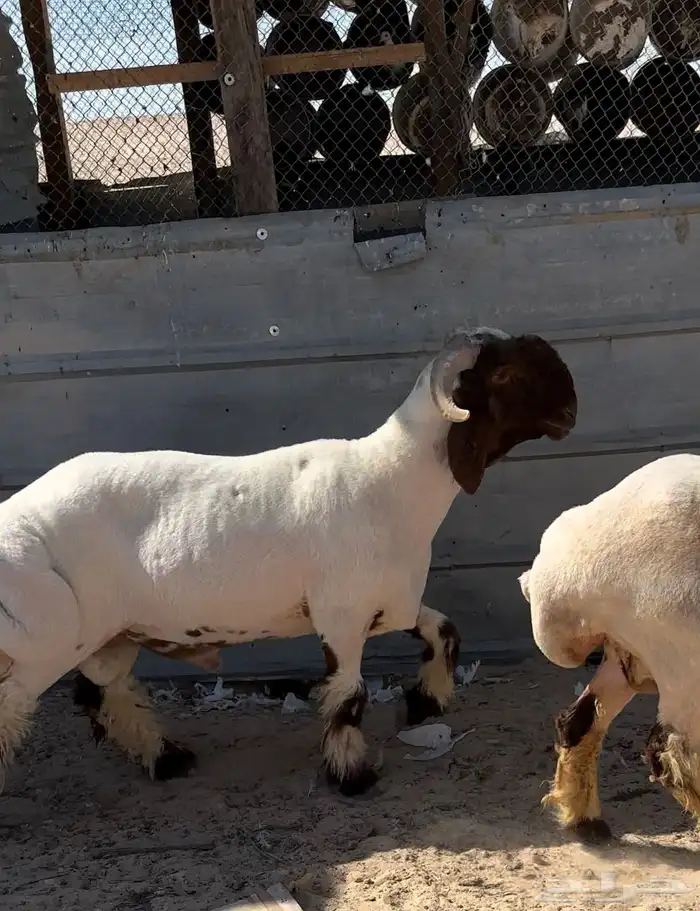 جذع نعيم طيب 0