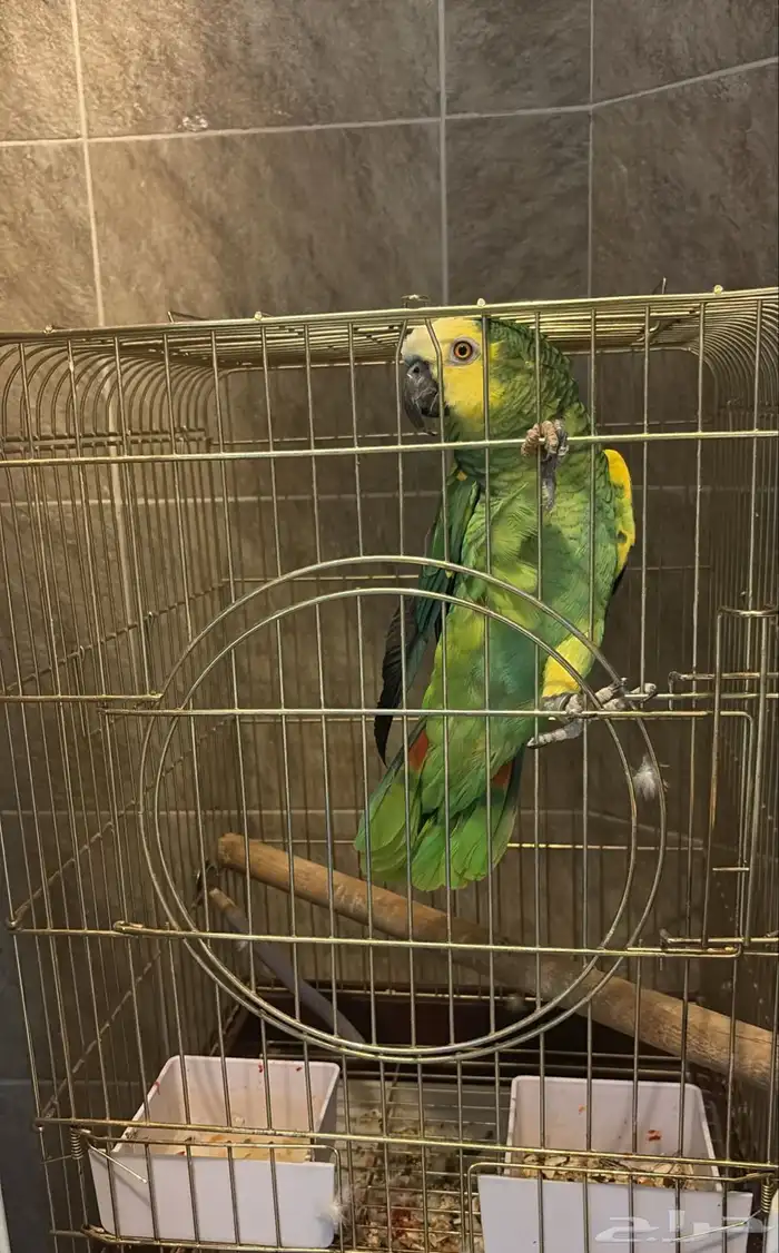 امزوني بلوفرنتد جاكو اليف جدآ ومتكلم 0