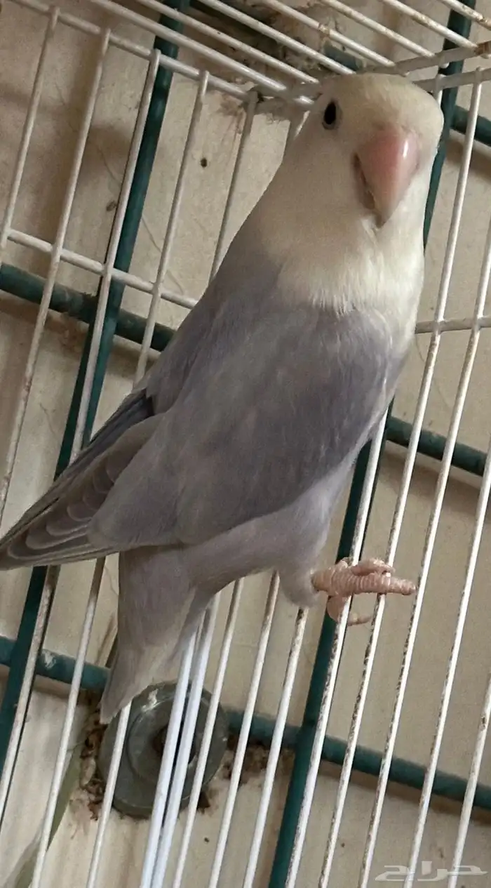 ذكر روز بلد اوبلاين صافي كلير 0