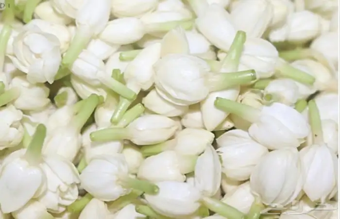 توزيعات فل المدينة عطر مني 0