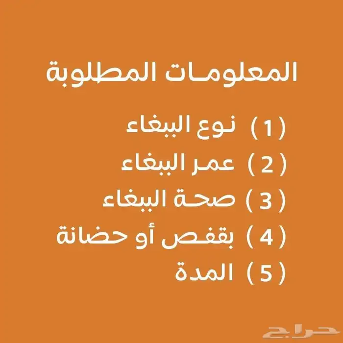 فندقة عزيز للطيور بالمدينة المنورة Azez birds 1