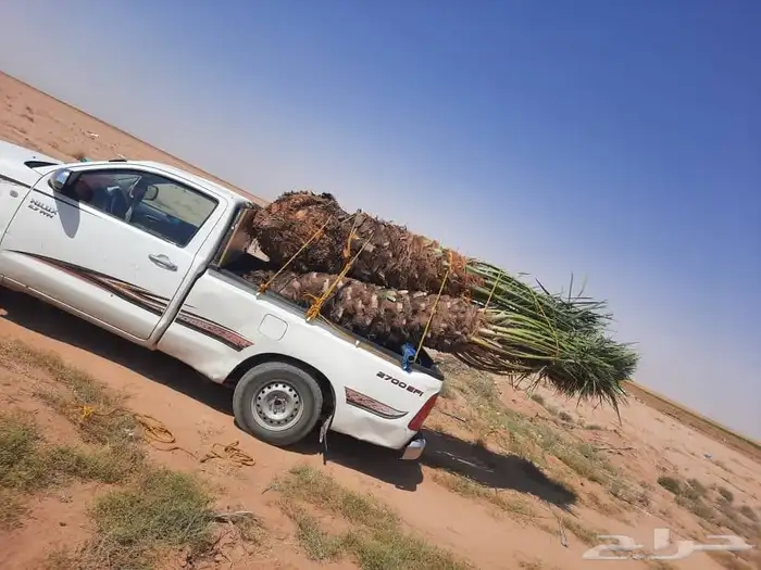 نخل للبيع جميع جميع الأنواع متوفره وجميع المقاسات.وكما يوجد 21