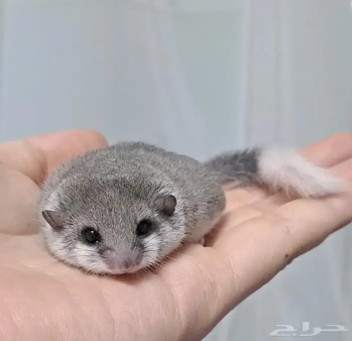 السنجاب القزم 0