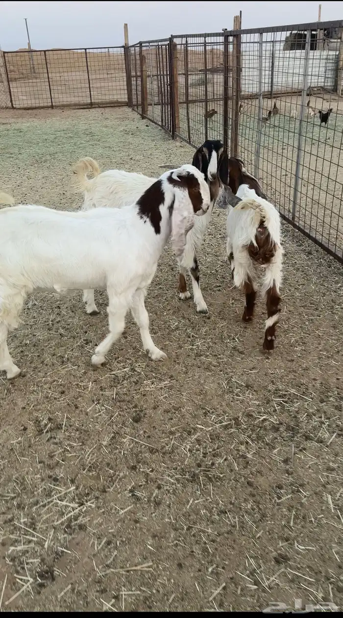 جفرات مشاريك 1