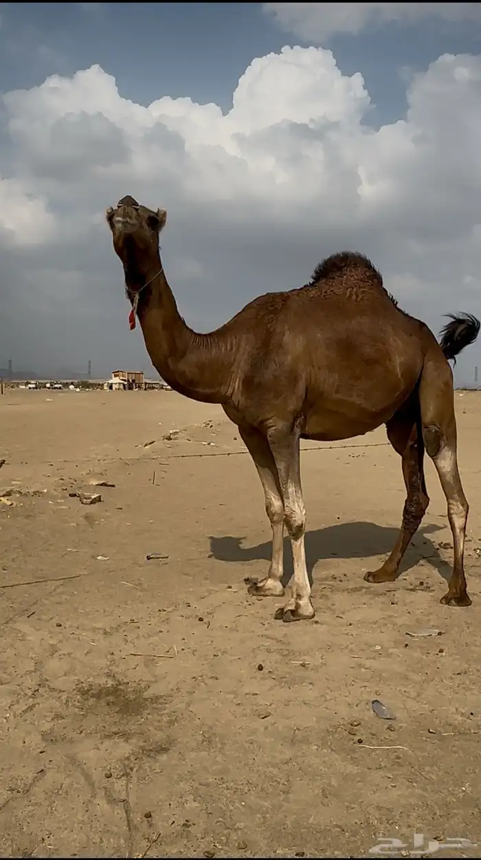 ساحليه كفو مزيونه لقحه 5