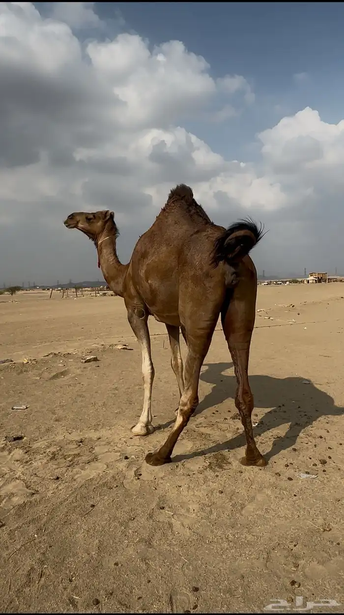 ساحليه كفو مزيونه لقحه 2