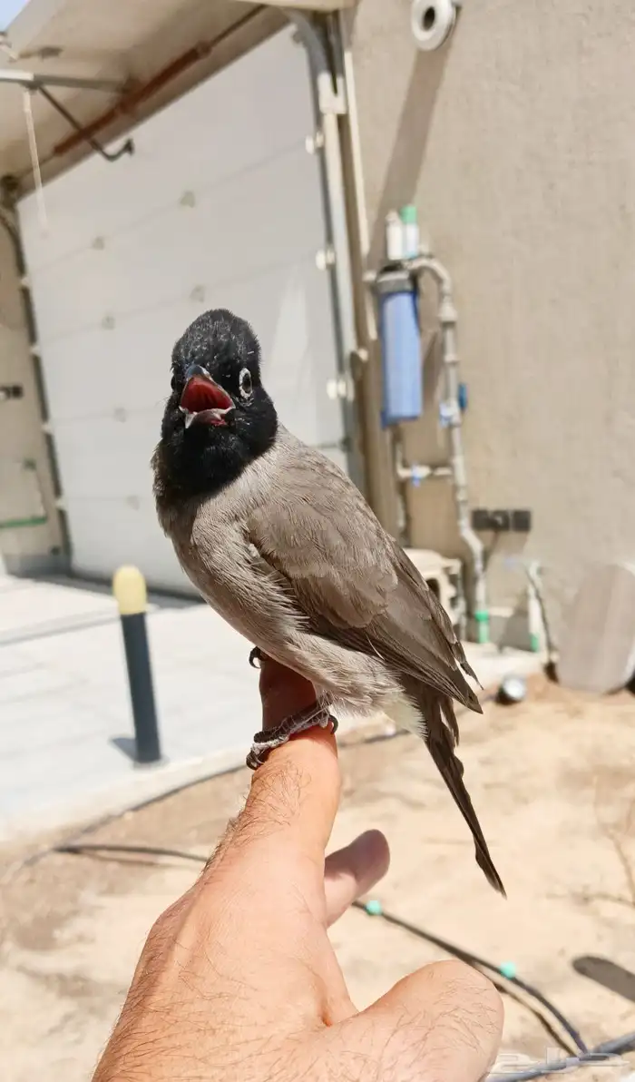 بلبول سوري هدد واليف يفرش ويضرب تحيه 6