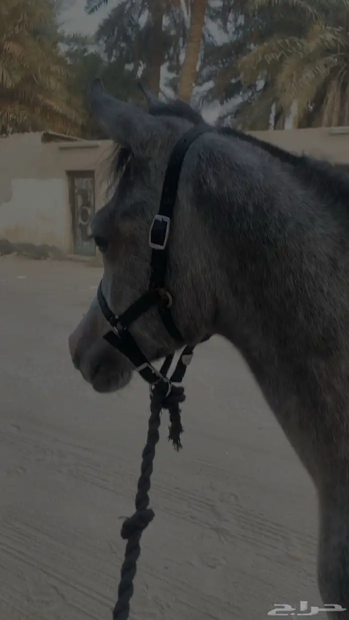 مهر قريب عسف 3