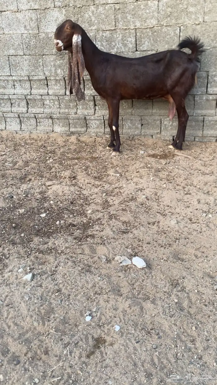 عنز هولنديه - حجازيه صنف 0