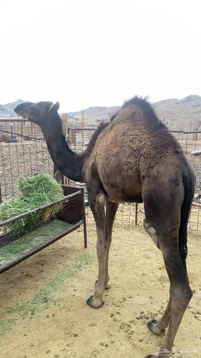 قعود سمين مقفل 0