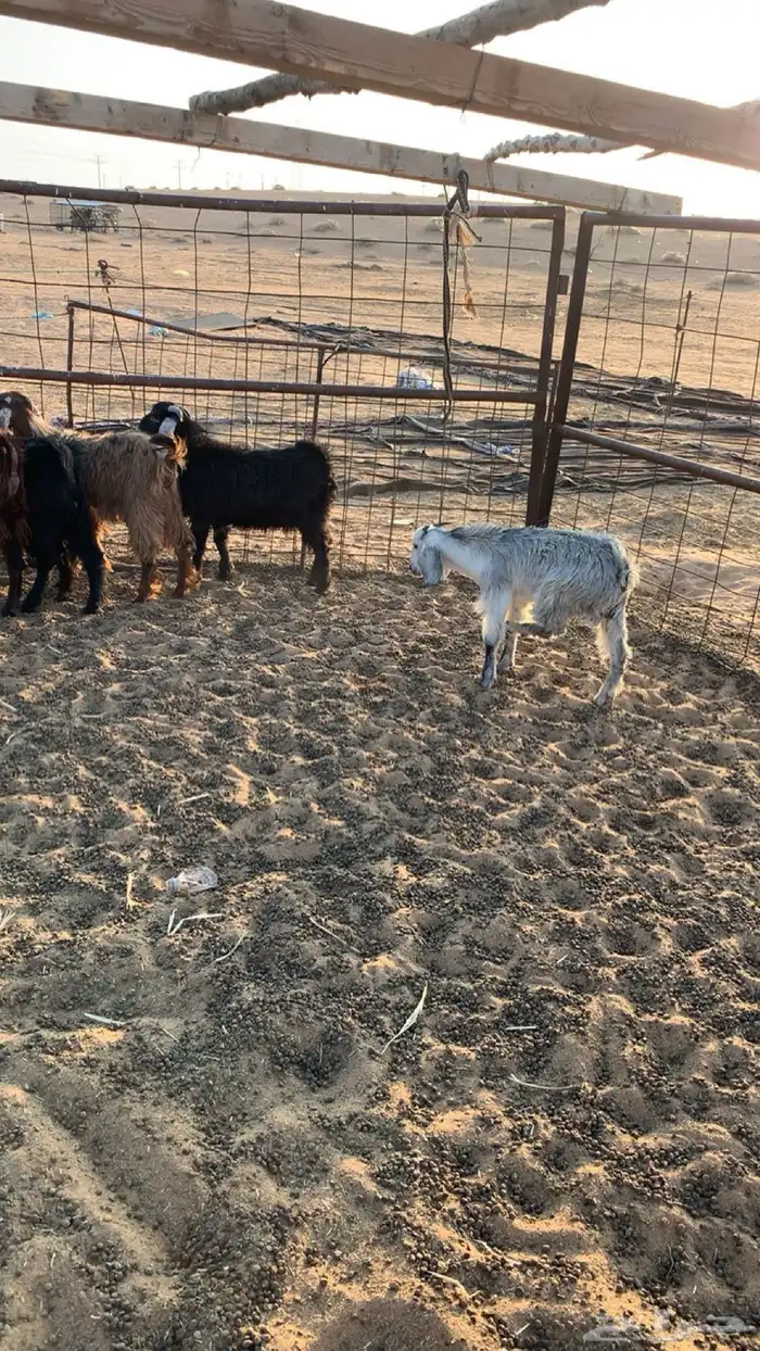 تيوس العدد 8 6