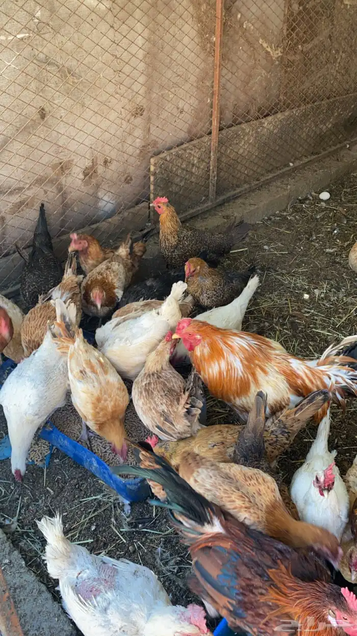 دجاج بلدي كفو 0