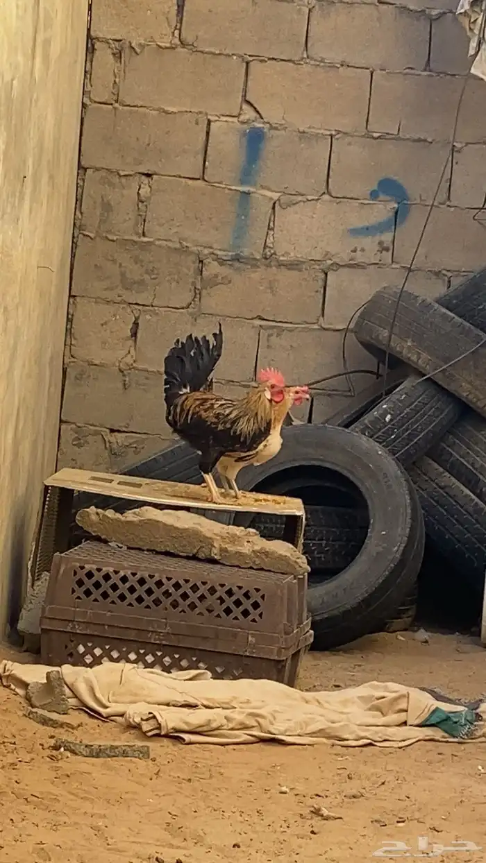 للبيع ديك والدجاجة اديك يأذن  ودجاج زينة السوم110 0