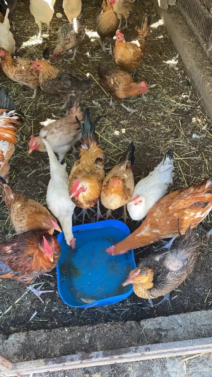 دجاج بلدي كفو 1