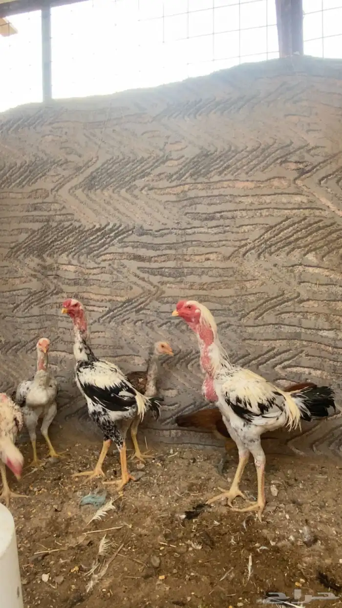 ديك ودجاج شامو 1