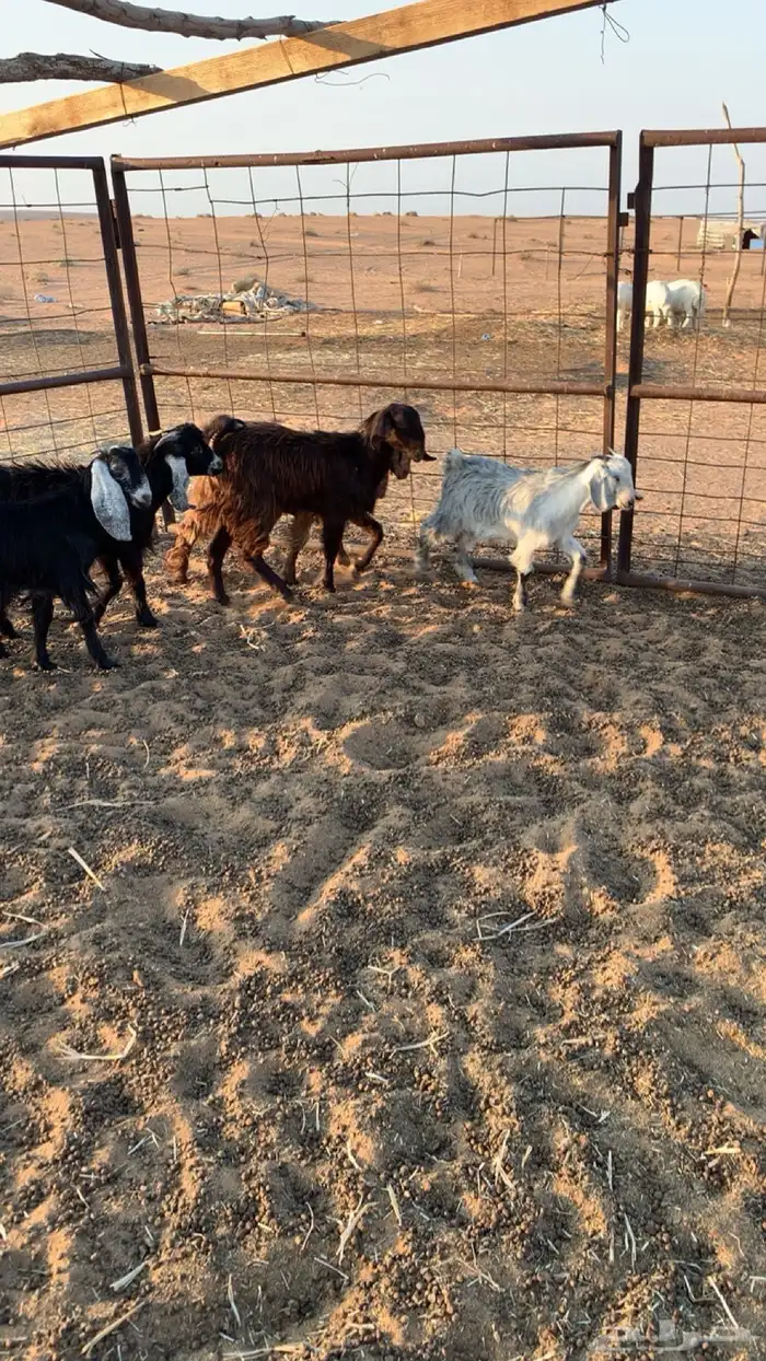 تيوس العدد 8 5