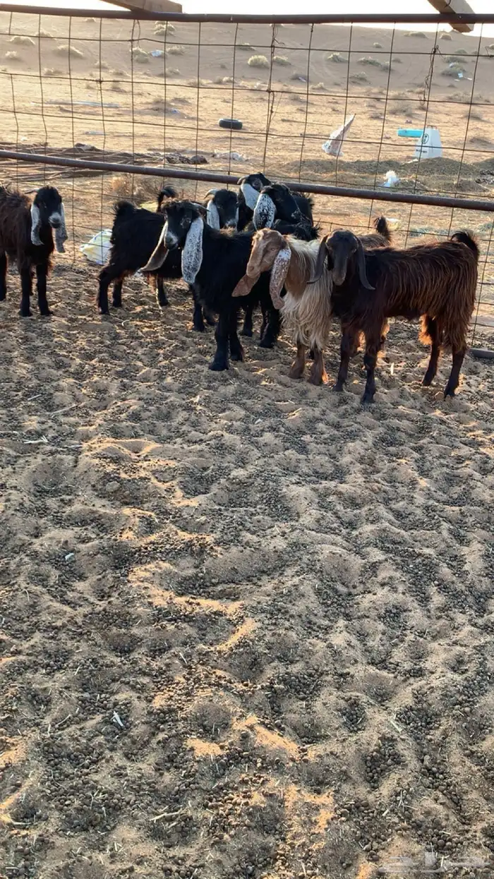 تيوس العدد 8 2