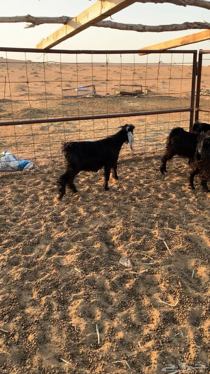 تيوس العدد 8 7