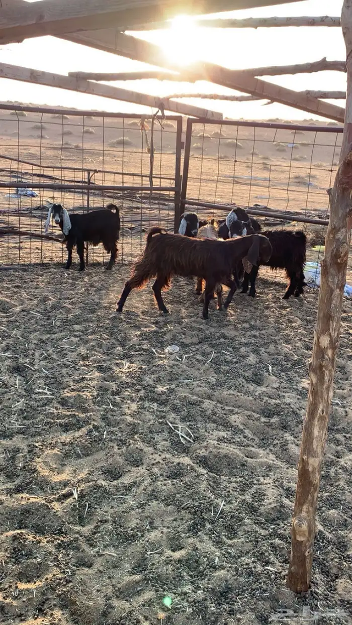 تيوس العدد 8 1