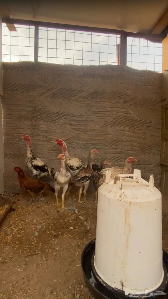 ديك ودجاج شامو 0