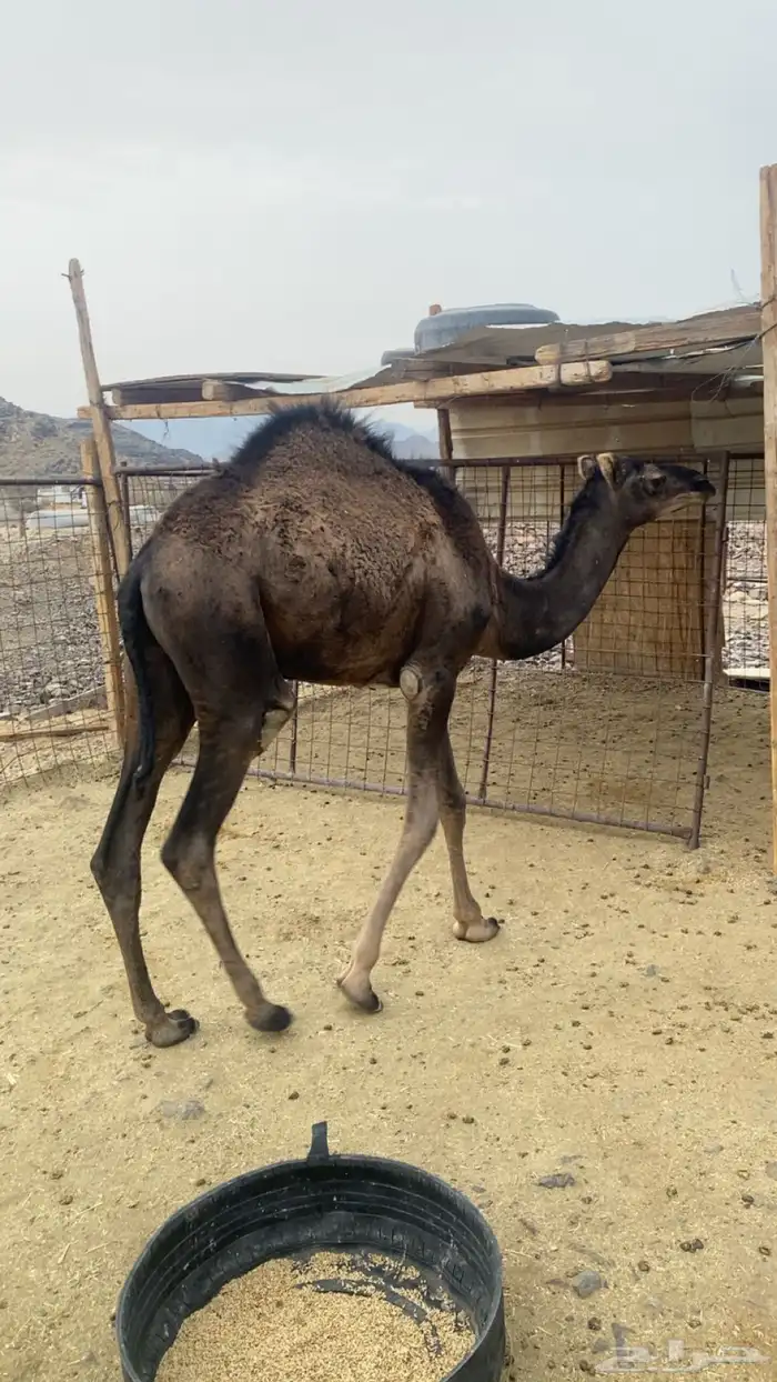 قعود سمين مقفل 2