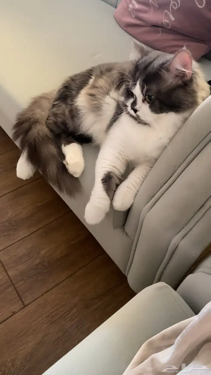 محايل عسير 0