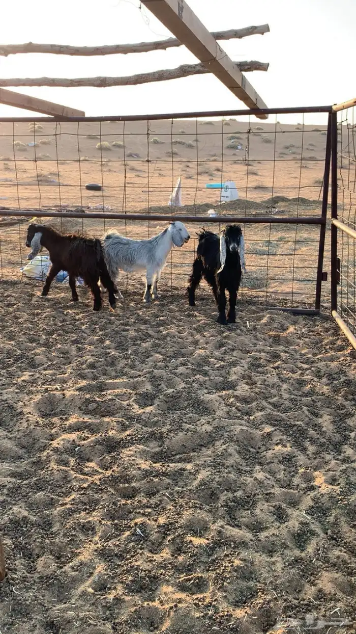 تيوس العدد 8 3