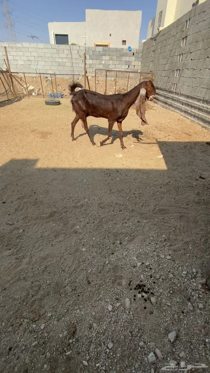 عنز هولنديه - حجازيه صنف 1