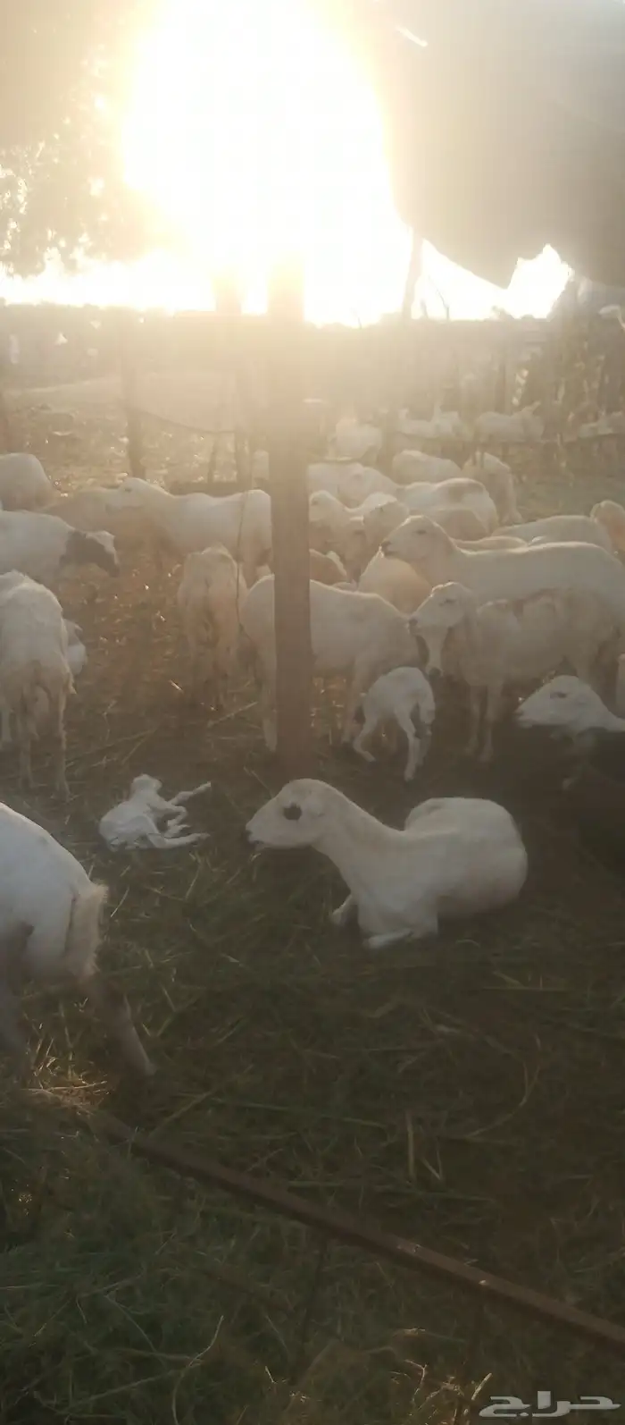 ضان بلدي قرايب ومواليد سليم من جميع الامراض 1