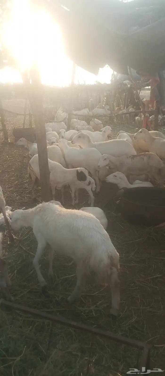 ضان بلدي قرايب ومواليد سليم من جميع الامراض 0