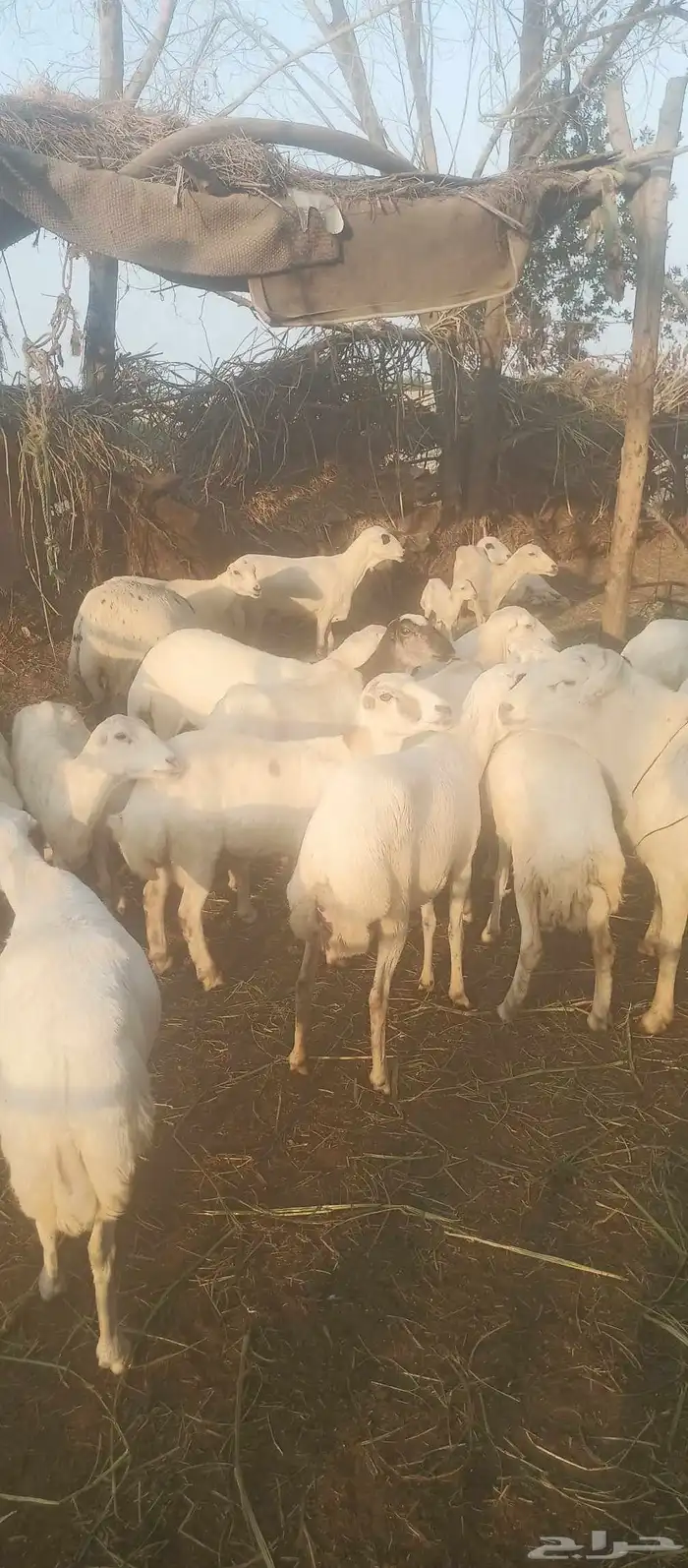 ضان بلدي قرايب ومواليد سليم من جميع الامراض 2