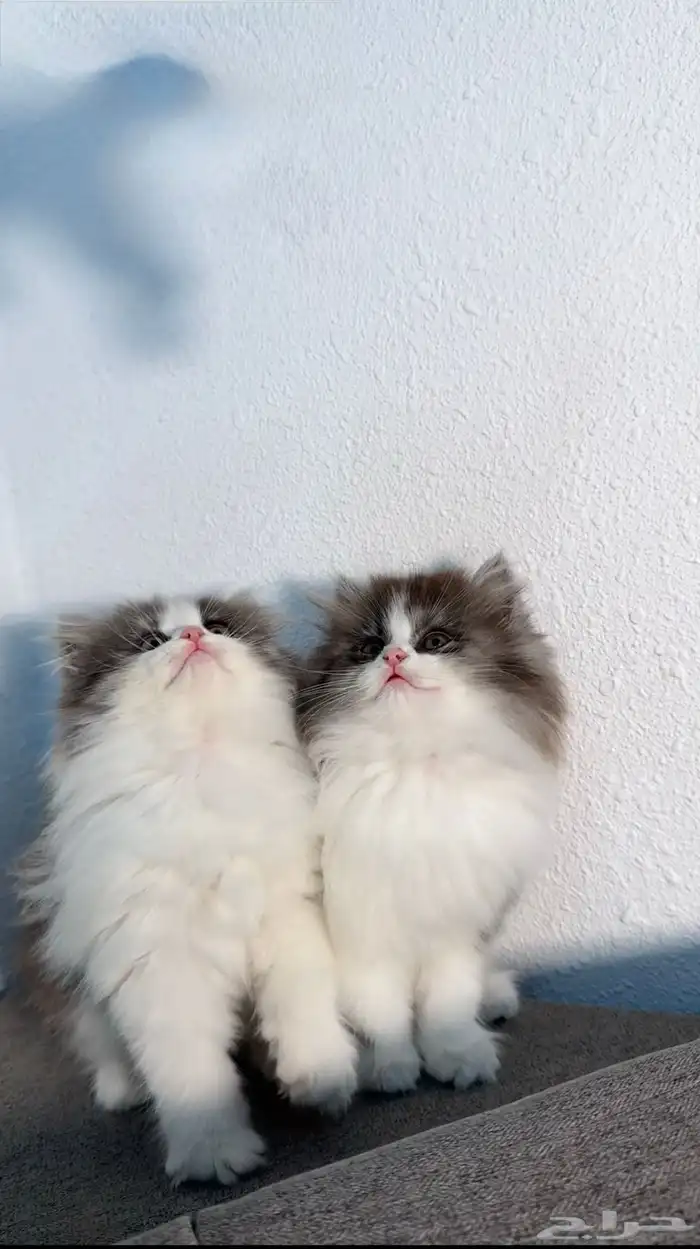 كيتين للبيع ادخل شوف الجمال 2