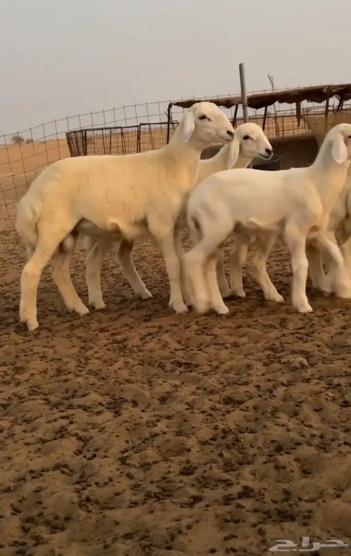 غنم للبيع 2