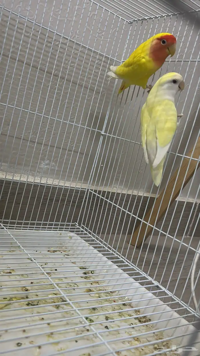 جوز روز منتج 3