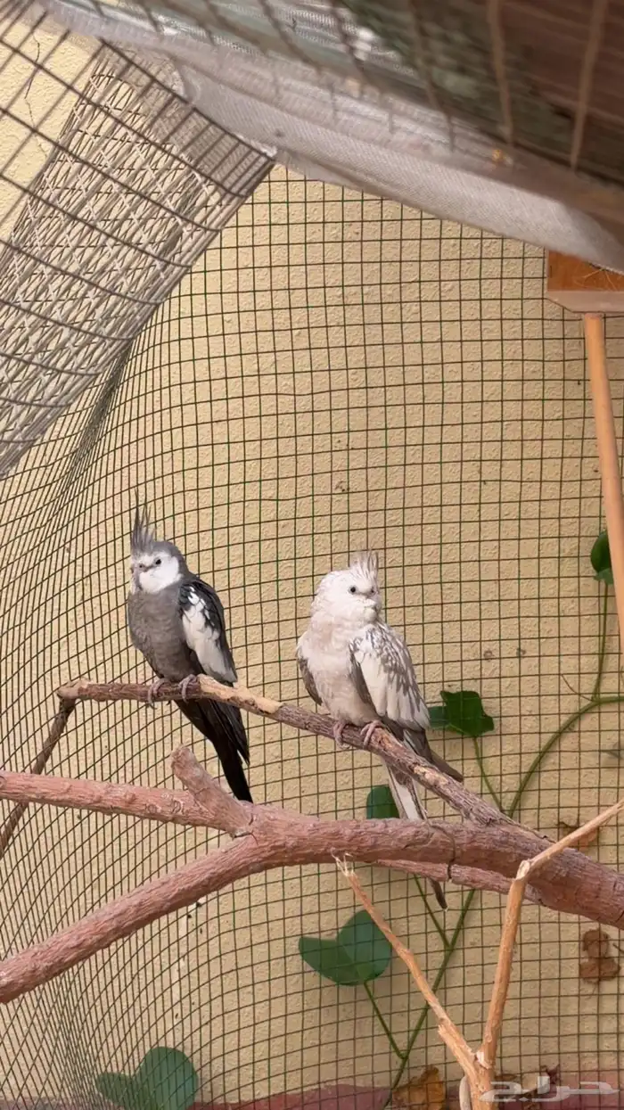 زوج كروان هولندي منتج 0