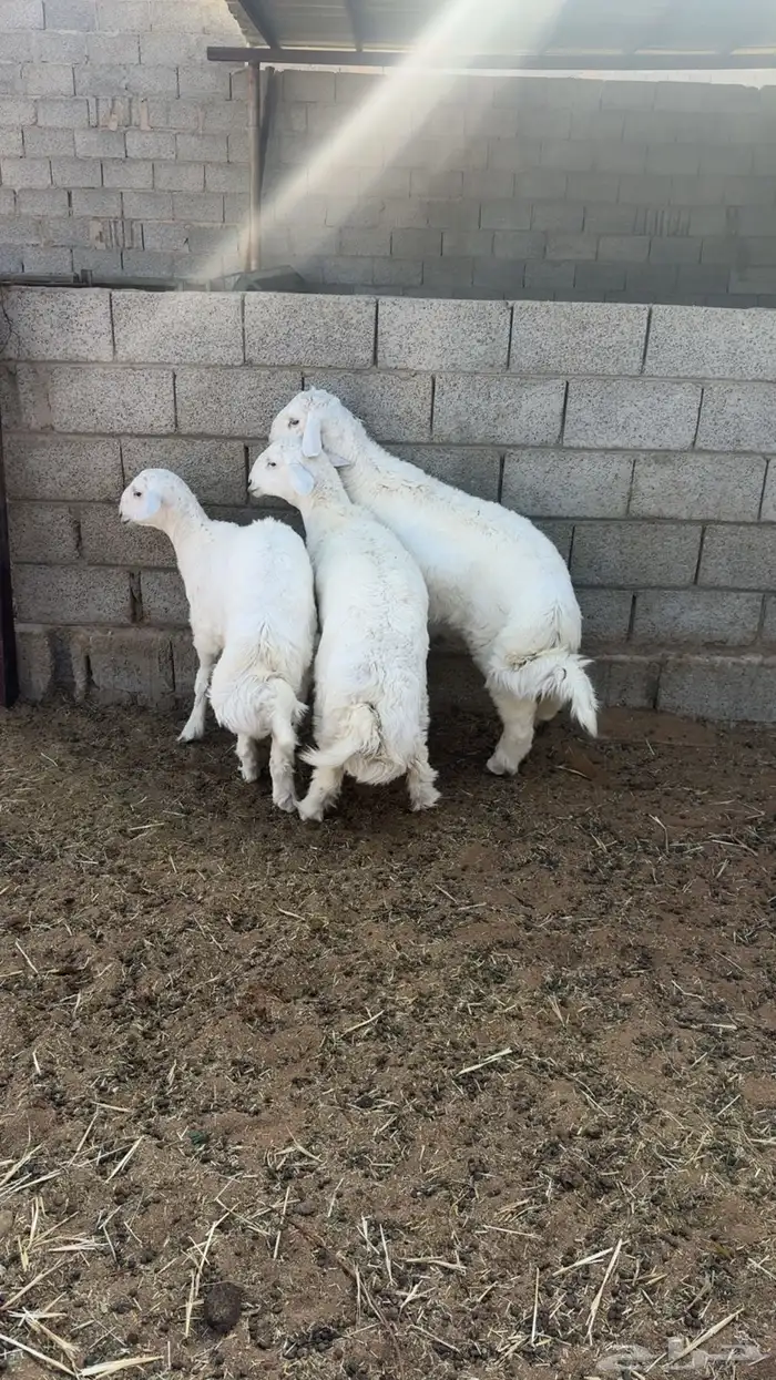 ذبايح حري نظيف شرط 1