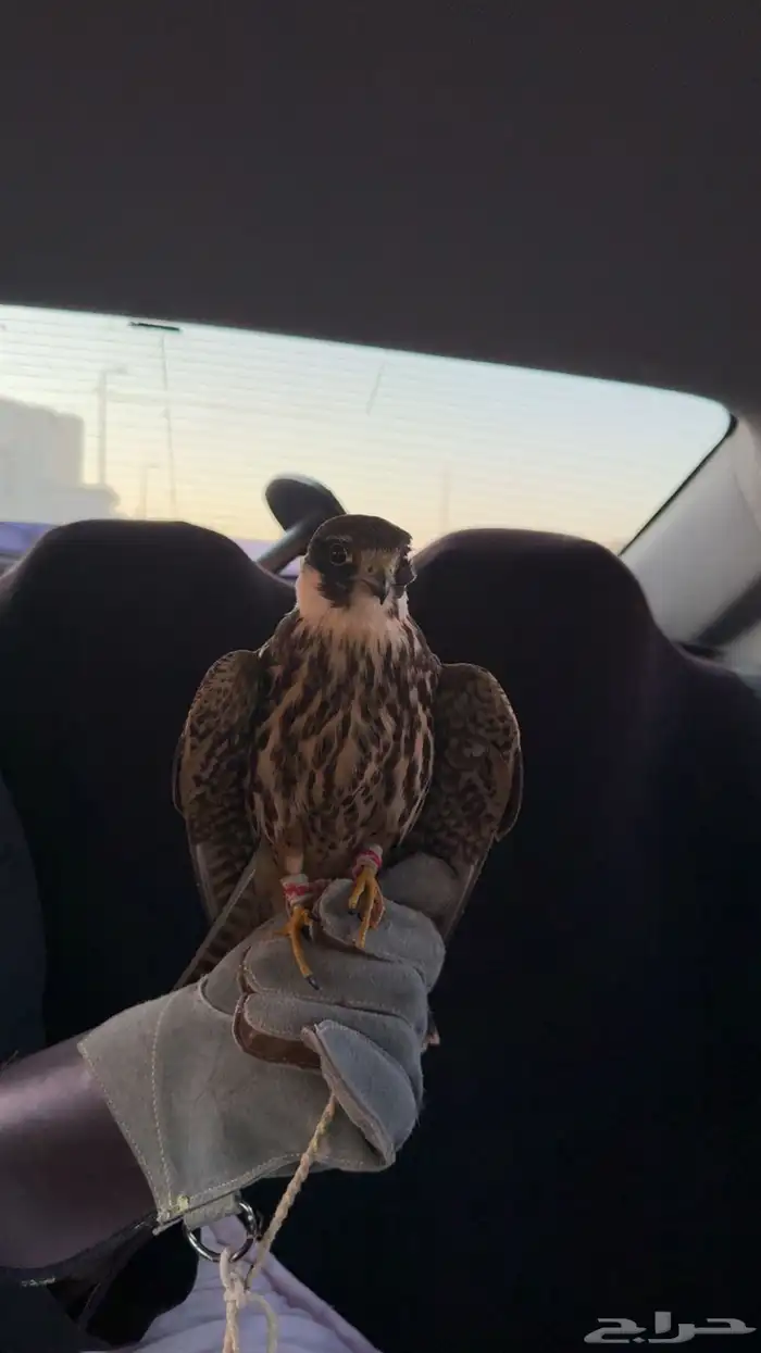 بكه ل البيع 1