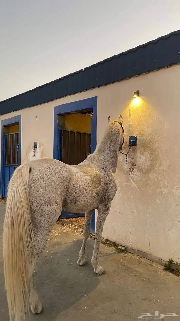 حصان واهو و  البيع شعبي 2