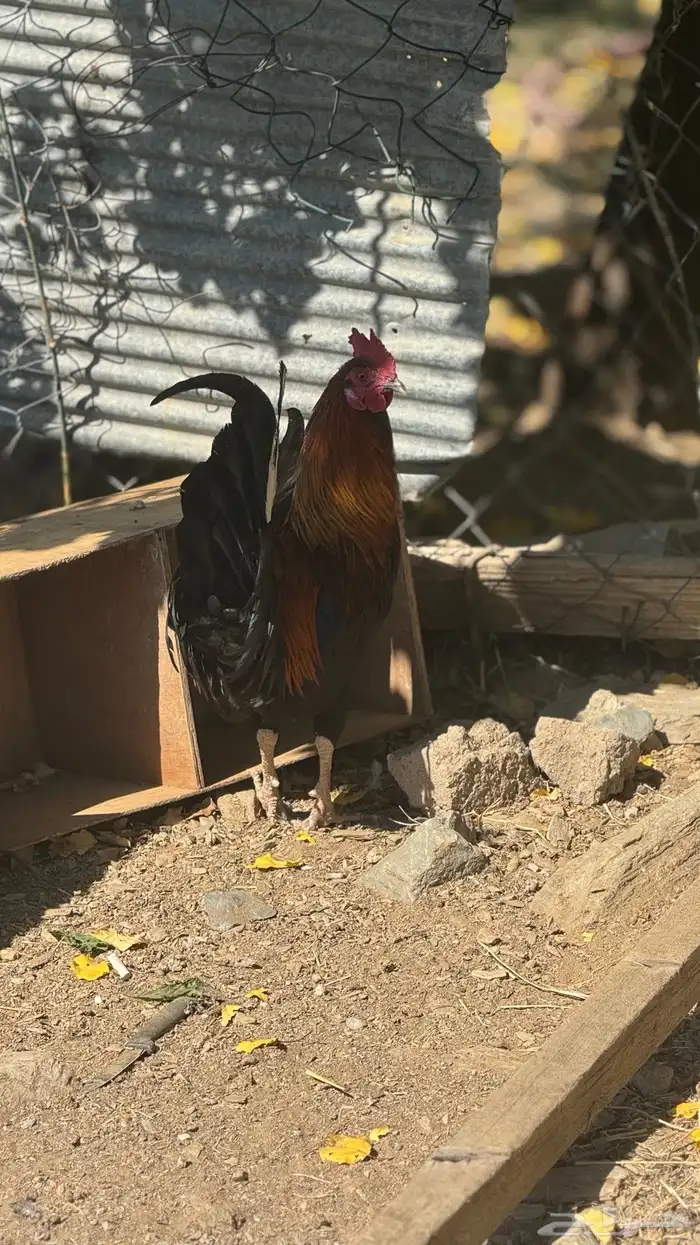 ديك عربي ترثه 5